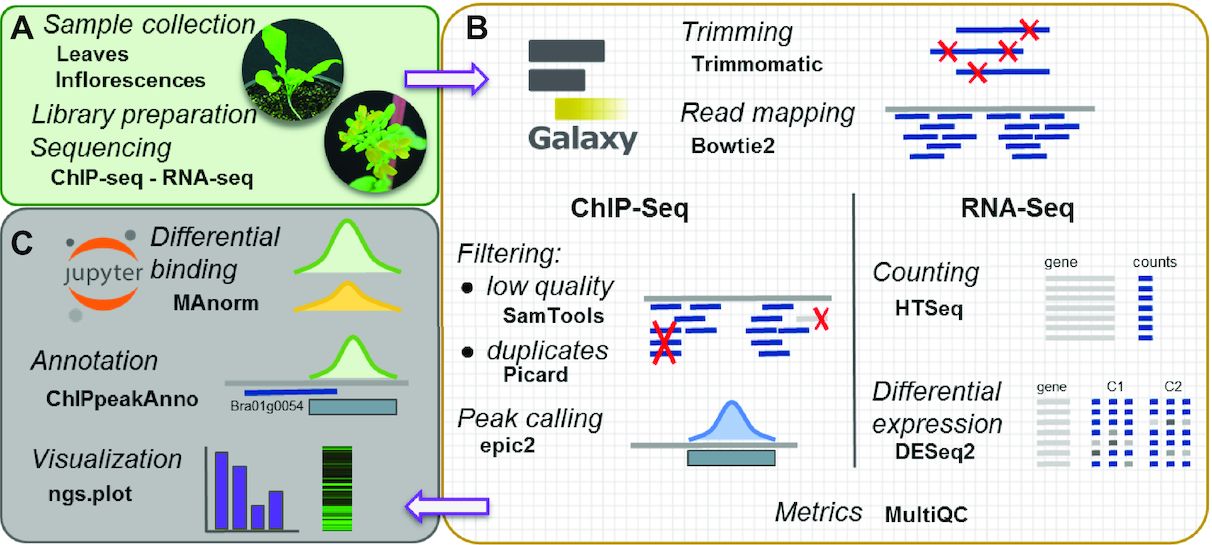 Epigenomics Galaxy